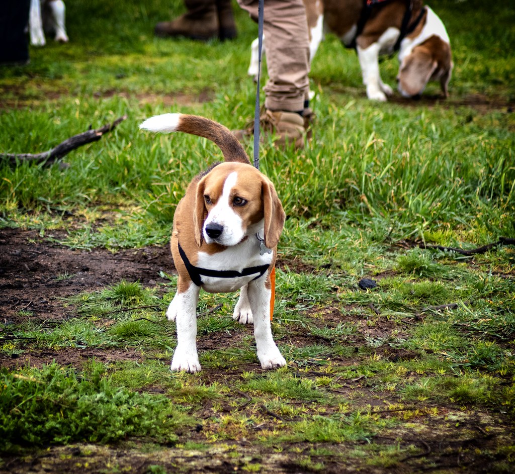 DSC_0062 Beagle Club of S.A. Inc. Flickr