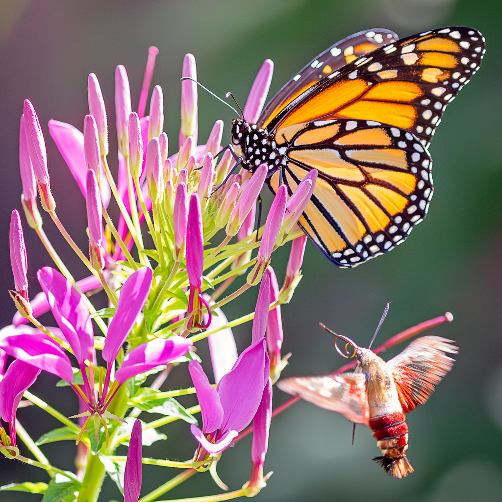 Monarch & hummingbird moth The monarch butterflies started… Flickr