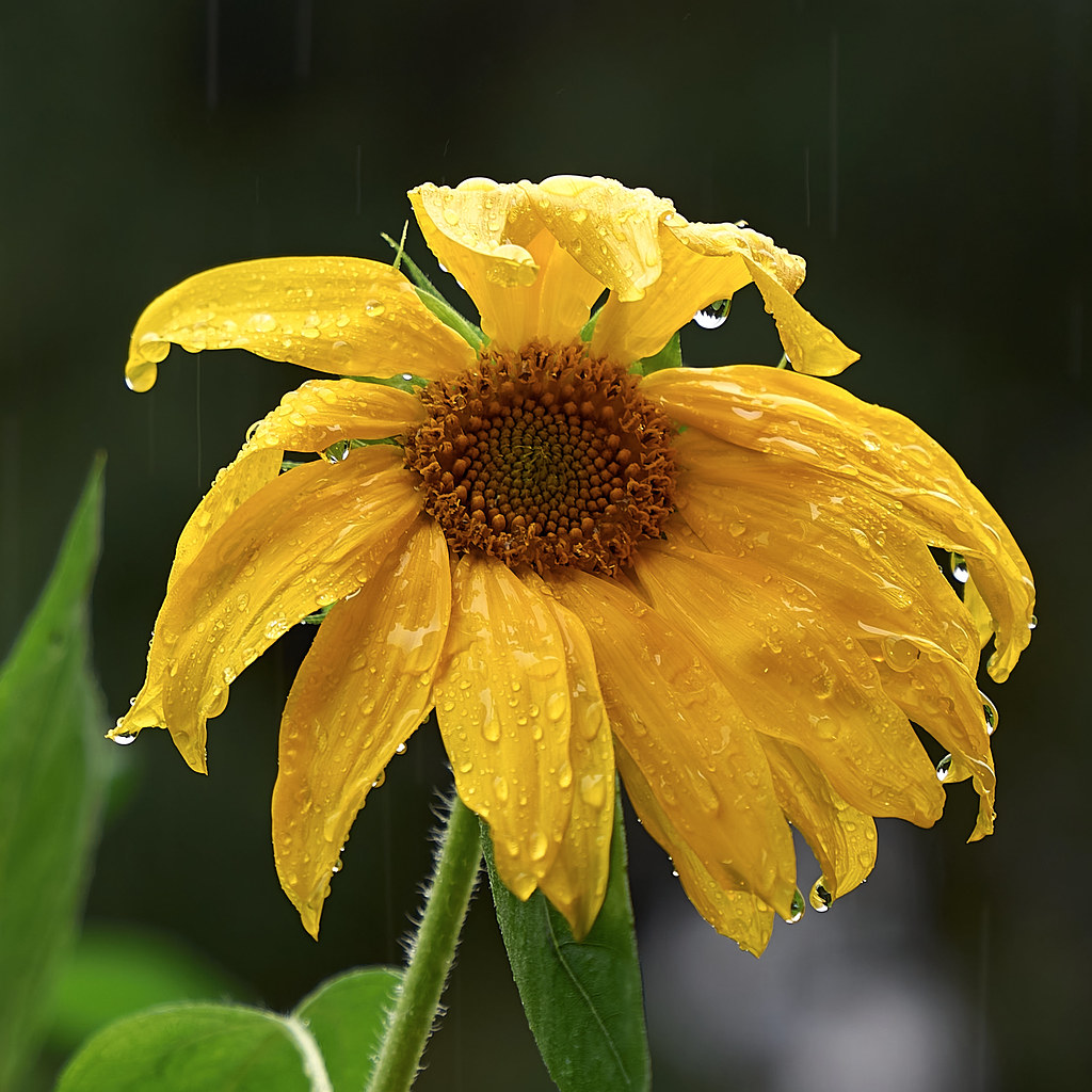 When is a sunflower not a sun flower? When it it caught in… Flickr