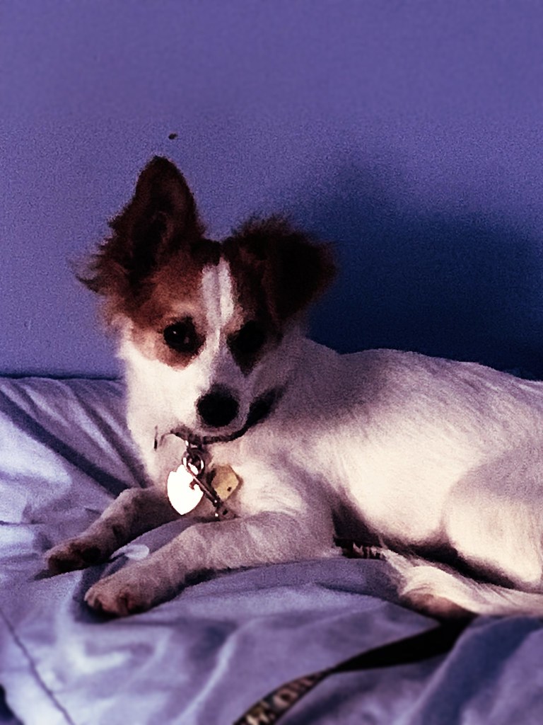 I get my peaches down in Anthony Coppola Flickr