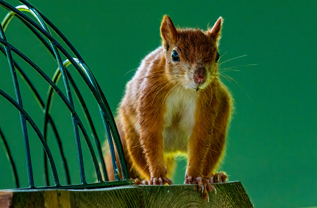 Red Squirrel ( Sciurus vulgaris ) Castle Howard , York… Flickr