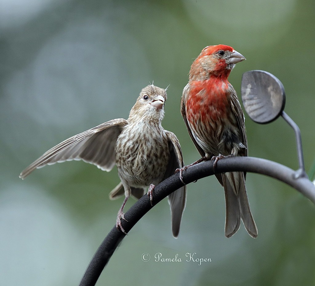Please, Pop…Just one more free meal? House finch fledgling… Flickr