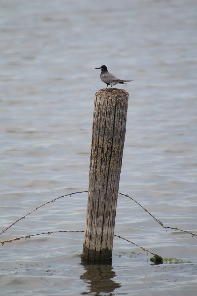 Black Tern Lake Andes Wetland Management District South Da… Flickr