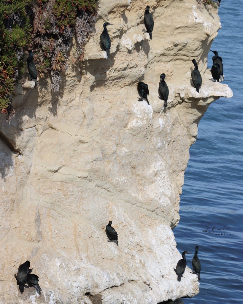 Santa Cruz cormorants Andy Flyboy Flickr