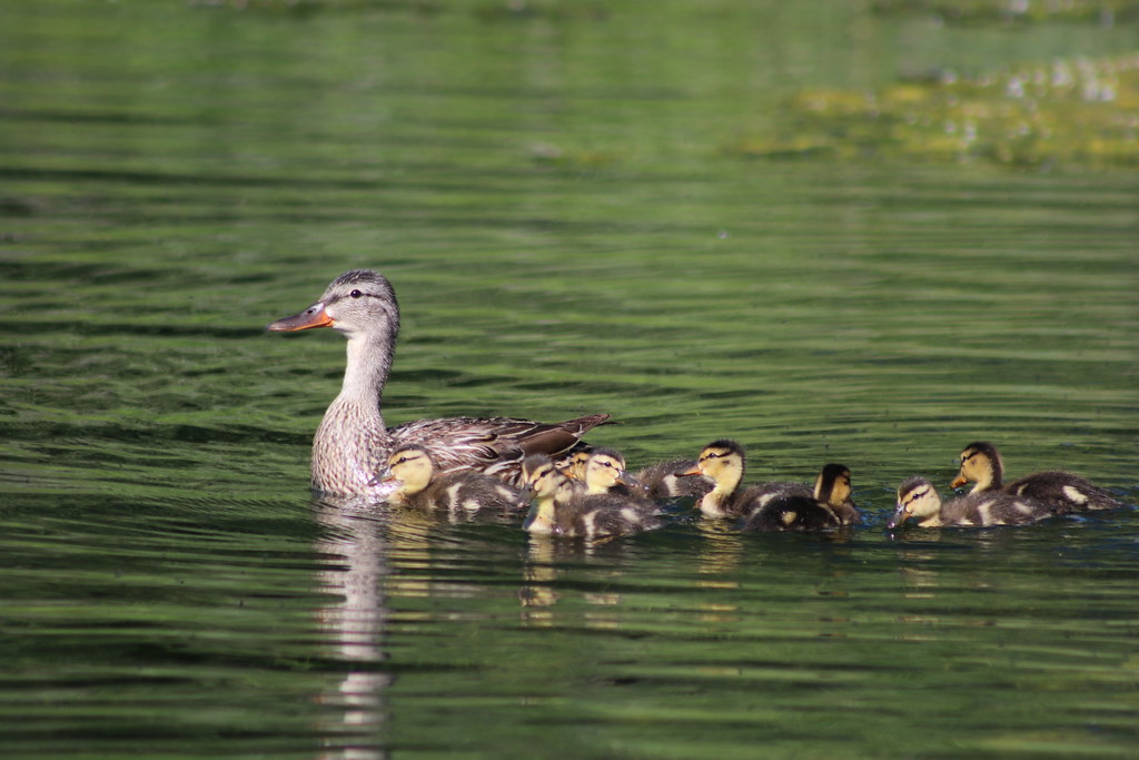 Mallard Brood Lake Andes Wetland Management District South… Flickr