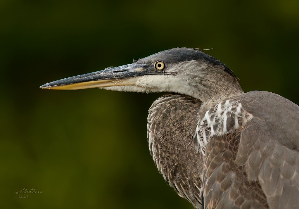 Eye To Eye …. Parc National de la Mauricie QC. Jocelyn Gauthier