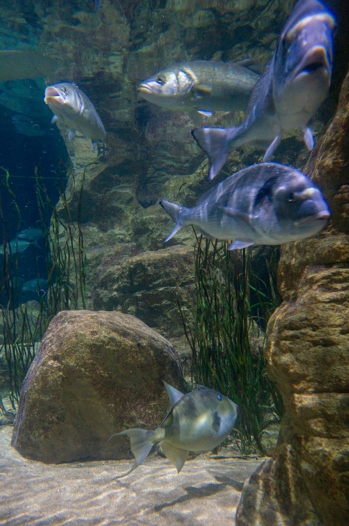 Malta National Aquarium Various fish in Tank 2 of Malta Na… Flickr