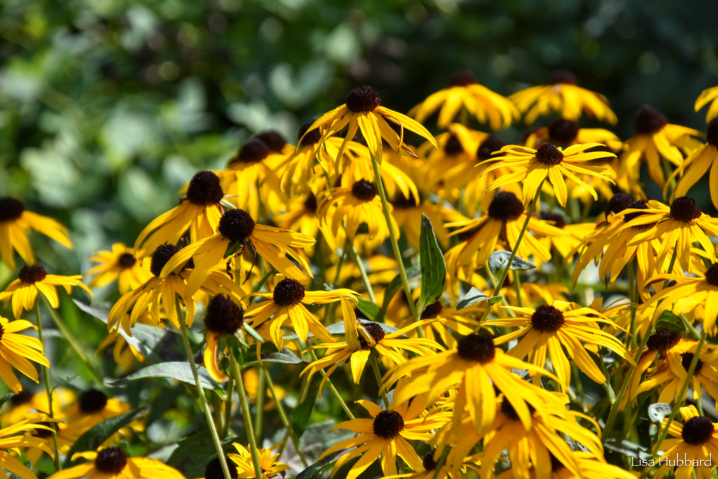 DSC_0772.jpg Lisa Hubbard Flickr