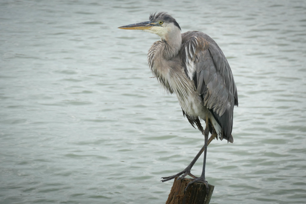 Bird, Gulf Shores, AL Bird, Gulf Shores, AL Flickr