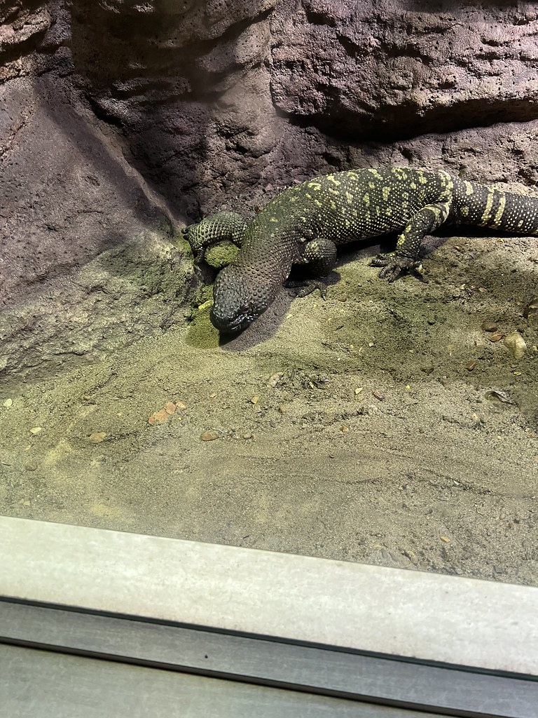 Beaded Lizard Nashville Zoo Jean Ogden Just Chaos Photography Flickr