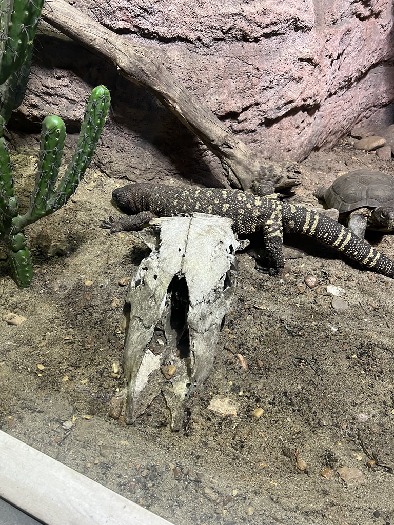 Beaded Lizard Nashville Zoo Jean Ogden Just Chaos Photography Flickr