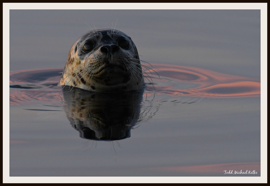 2023816 TMK6635 Sunrise Seal watermark Seal at Sunri… Todd