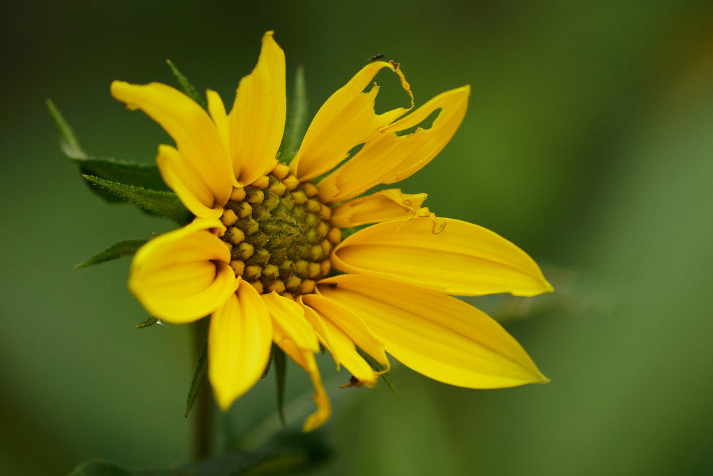 Maine Sunflower in August These Maine sunflowers are bloom… Flickr