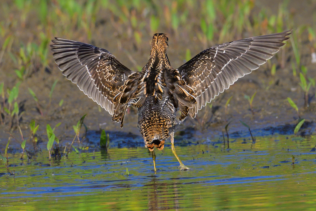 Wilson's Snipe The Landing Redmond, WA 20230817_CP1167… Flickr