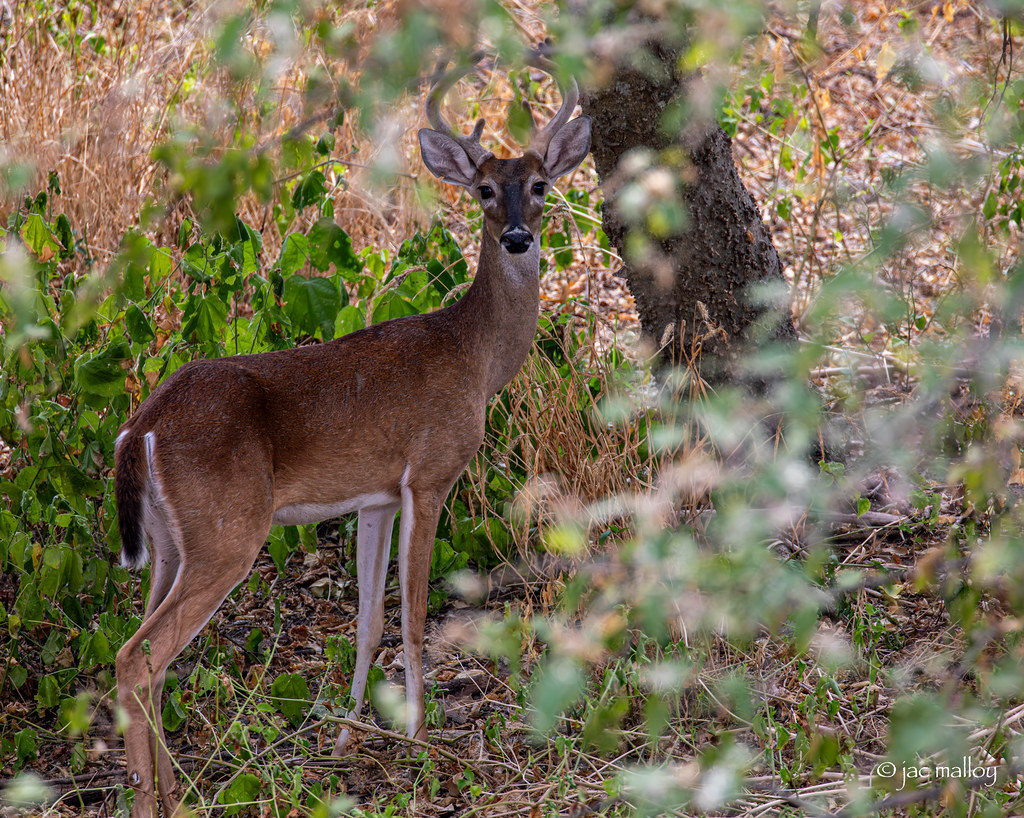 Hornsby Bend Bird Observatory and other critters. Jac Malloy Flickr