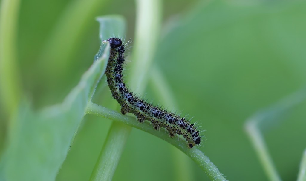 Cabbage White Caterpillar Carl Roberts Flickr