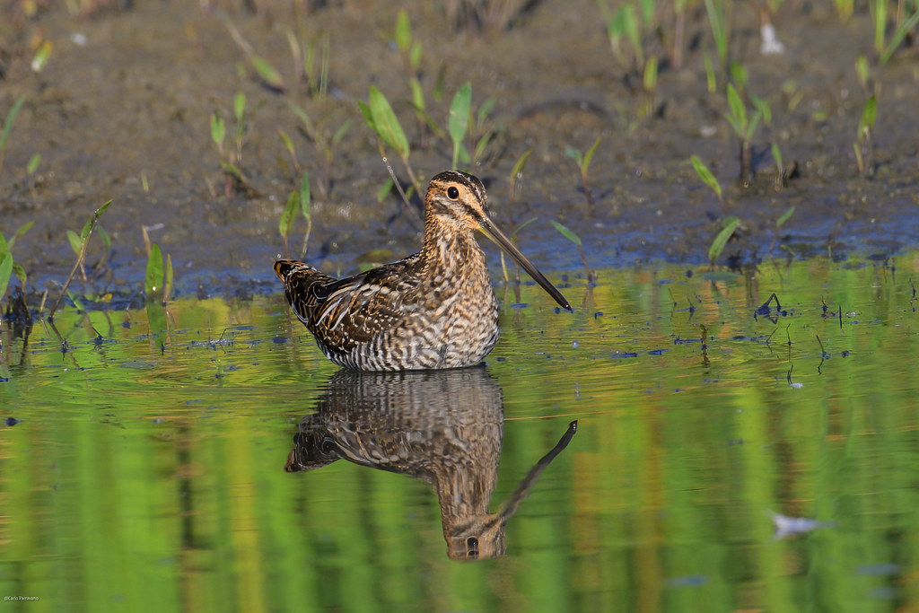Wilson's Snipe Redmond, WA 20230817_CP11572 Carlo Parravano Flickr