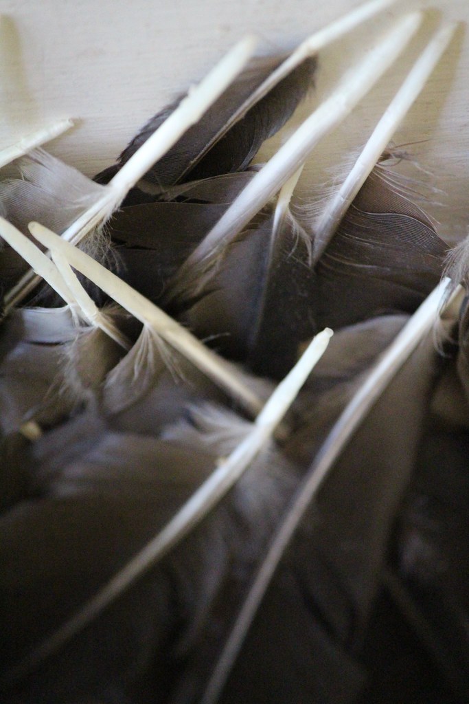 Canon 016 Found objects Crow molting season sally anderson Flickr