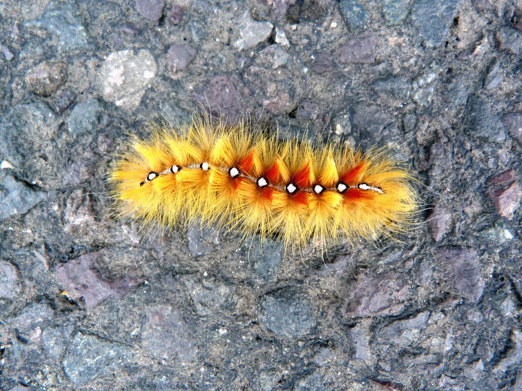 Why did the caterpillar cross the road? This is a spectacu… Flickr