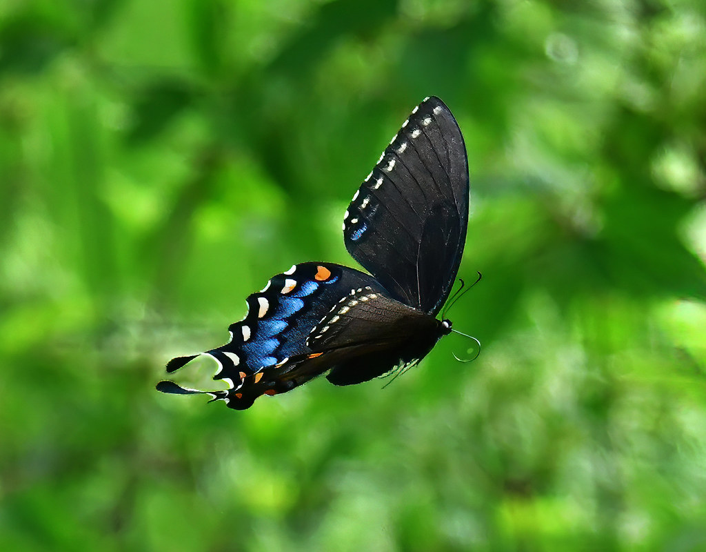 DSC_9575b1 John Blair Flickr