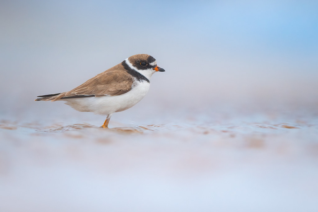 Semipalmated Plover Indiana Jason Jablonski Flickr