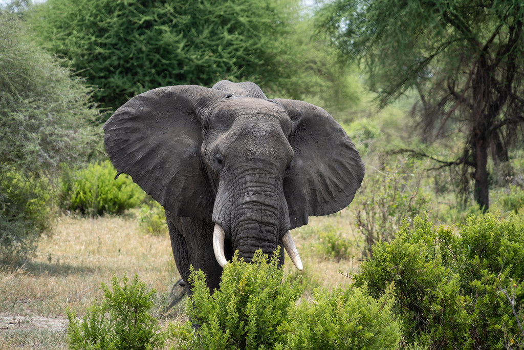 Close up of an elephant face in Tarangire National Park Ta… Flickr