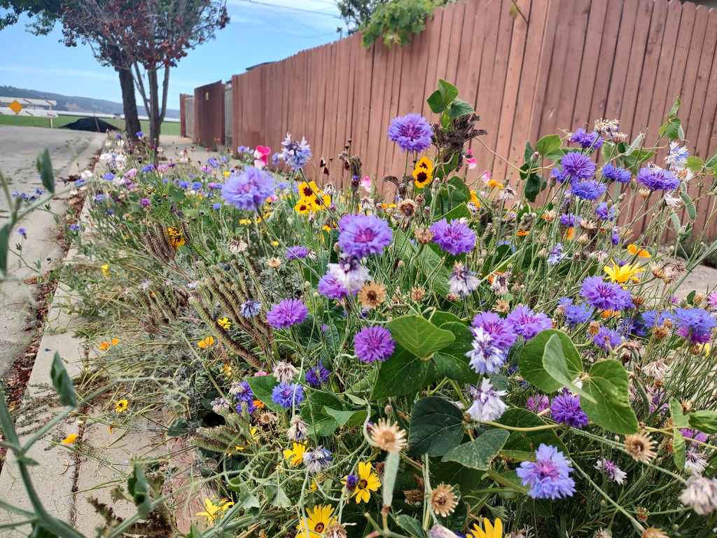 IMG_20230820_132850203_HDR Central Coast California Wildfl… Flickr