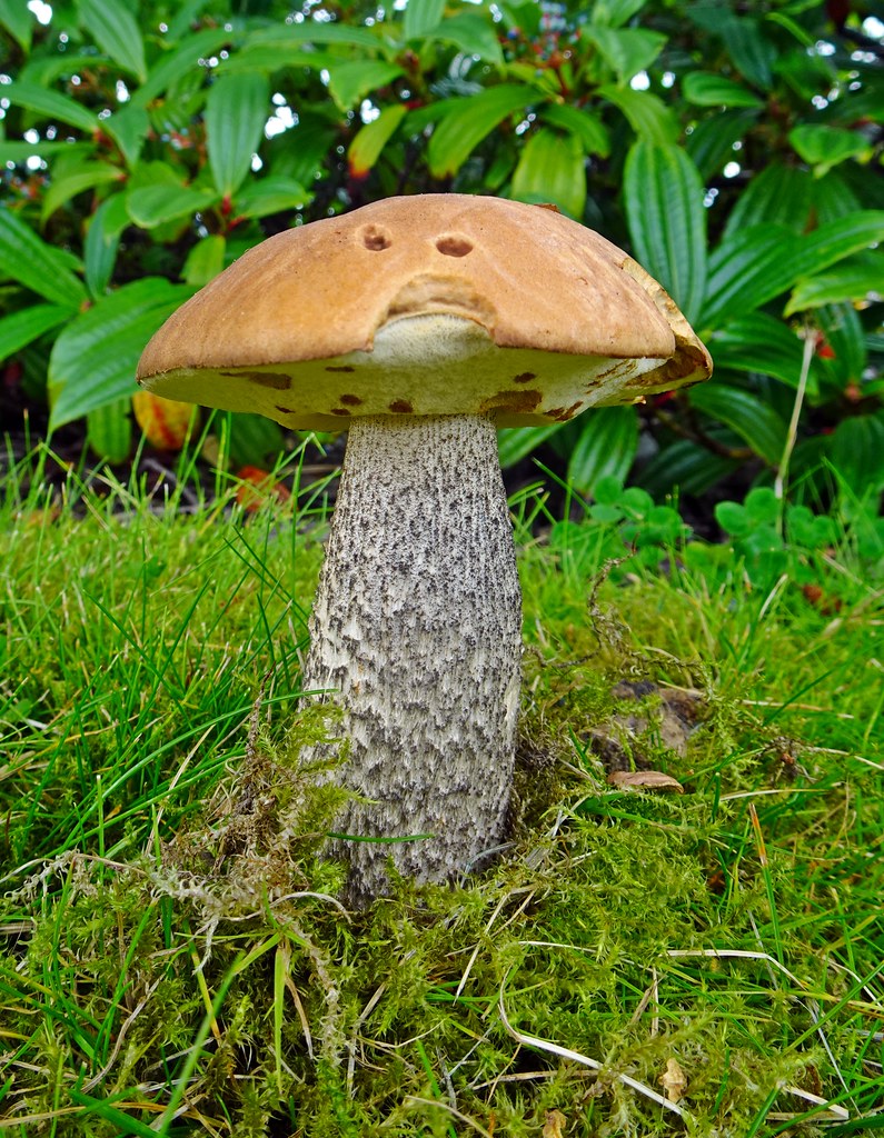 Eyes Without A Face A cool mushroom by Tesco in Rutherglen