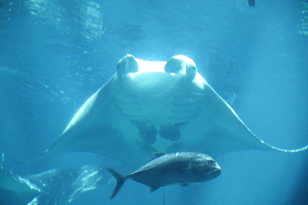 Aquarium Manta Ray Near Coke Museum, Atlanta, Geo… Flickr
