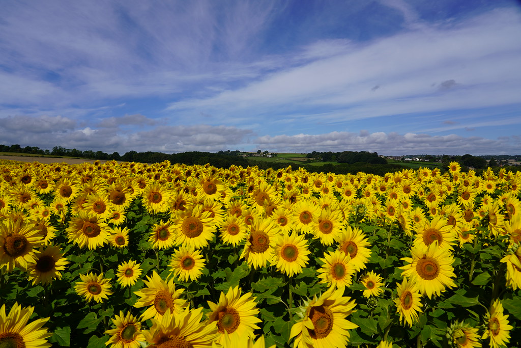 Barlow Sunflowers alan metheringham Flickr