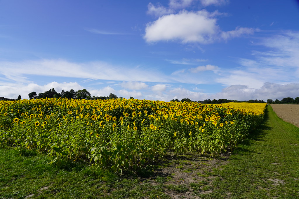 Barlow Sunflowers alan metheringham Flickr