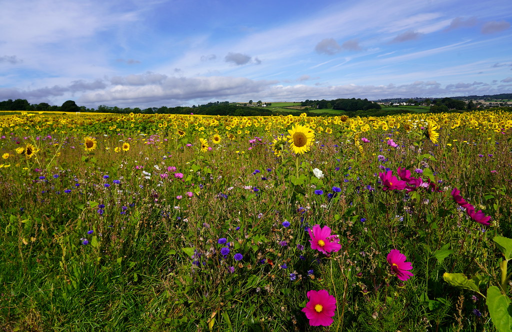 Barlow Sunflowers alan metheringham Flickr