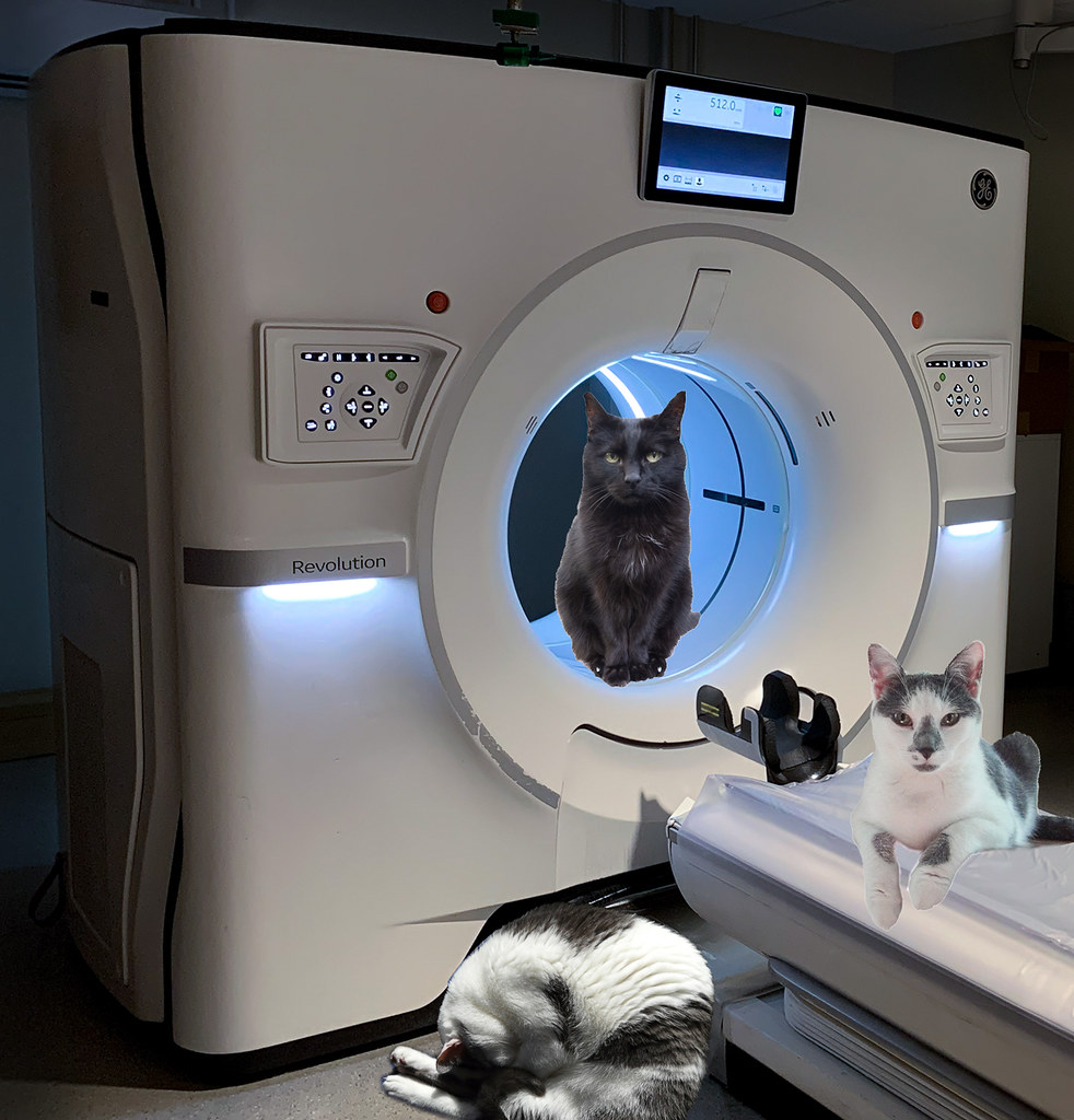 cat scan It's now official, they are indeed cats. As usual… Flickr