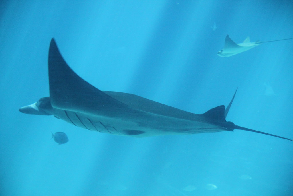 Aquarium Manta Ray Near Coke Museum, Atlanta, Geo… Flickr