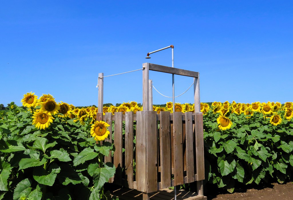 Flower & Shower Power In the Sunflower Maze Flickr