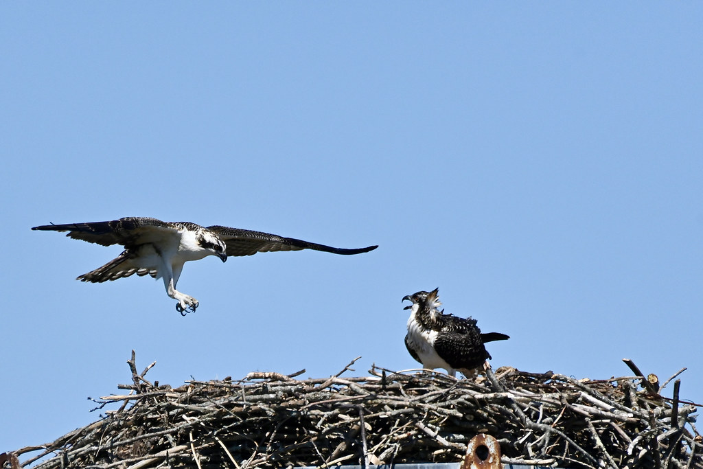 Osprey nest Marc Lausier Flickr