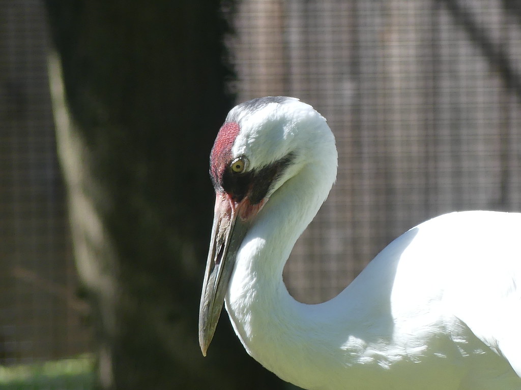 Birds Taken at Birdhouse of the Smithsonian’s national zoo… Flickr