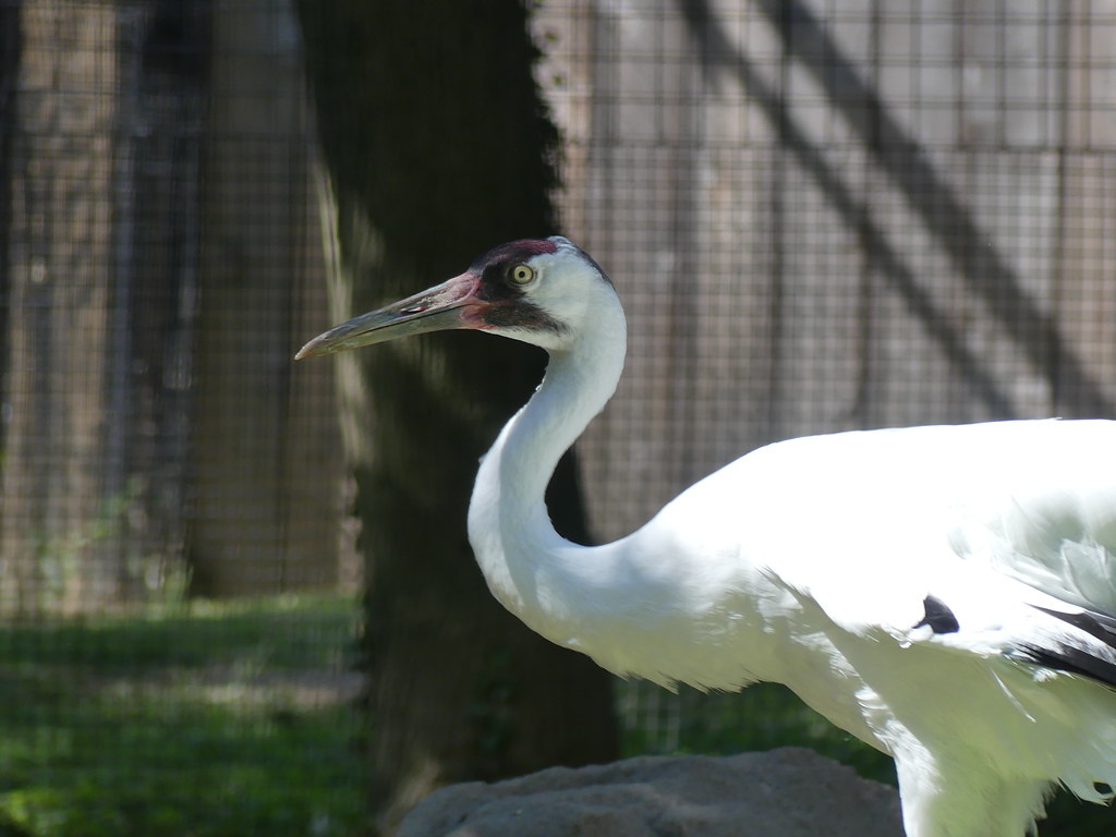 Birds Taken at Birdhouse of the Smithsonian’s national zoo… Flickr