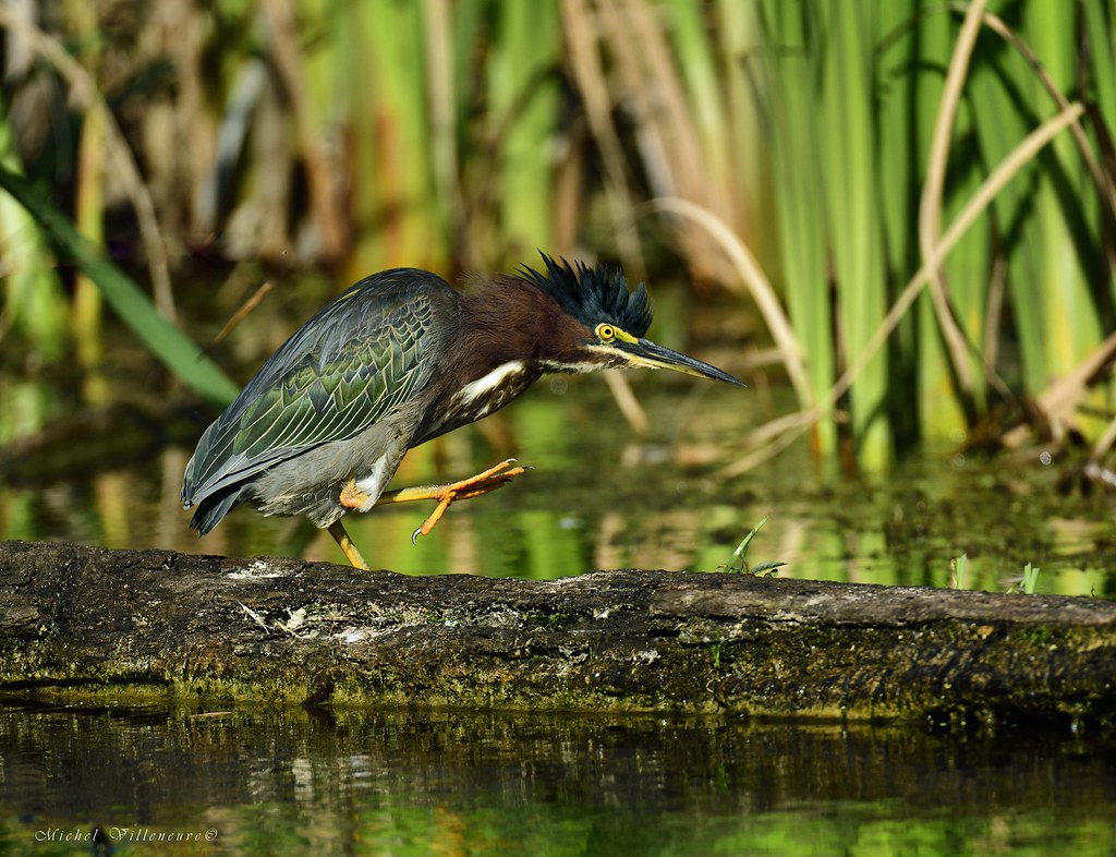 Héron vert Neuville, Portneuf, Québec. La Réserve naturell… Flickr