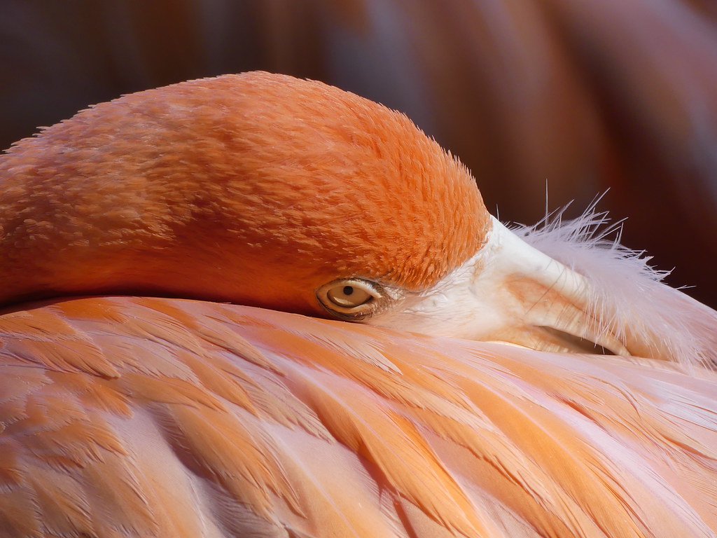 Birds Taken at Birdhouse of the Smithsonian’s national zoo… Flickr