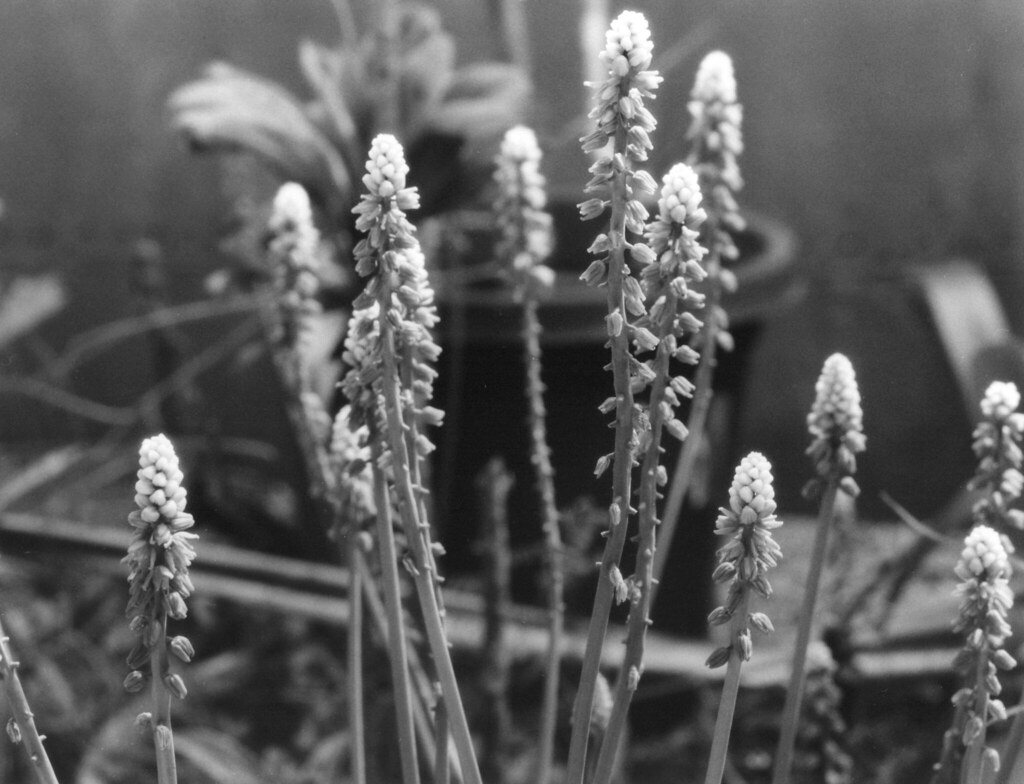 Buds and Blooms 16 22.R.R. original photographs Flickr