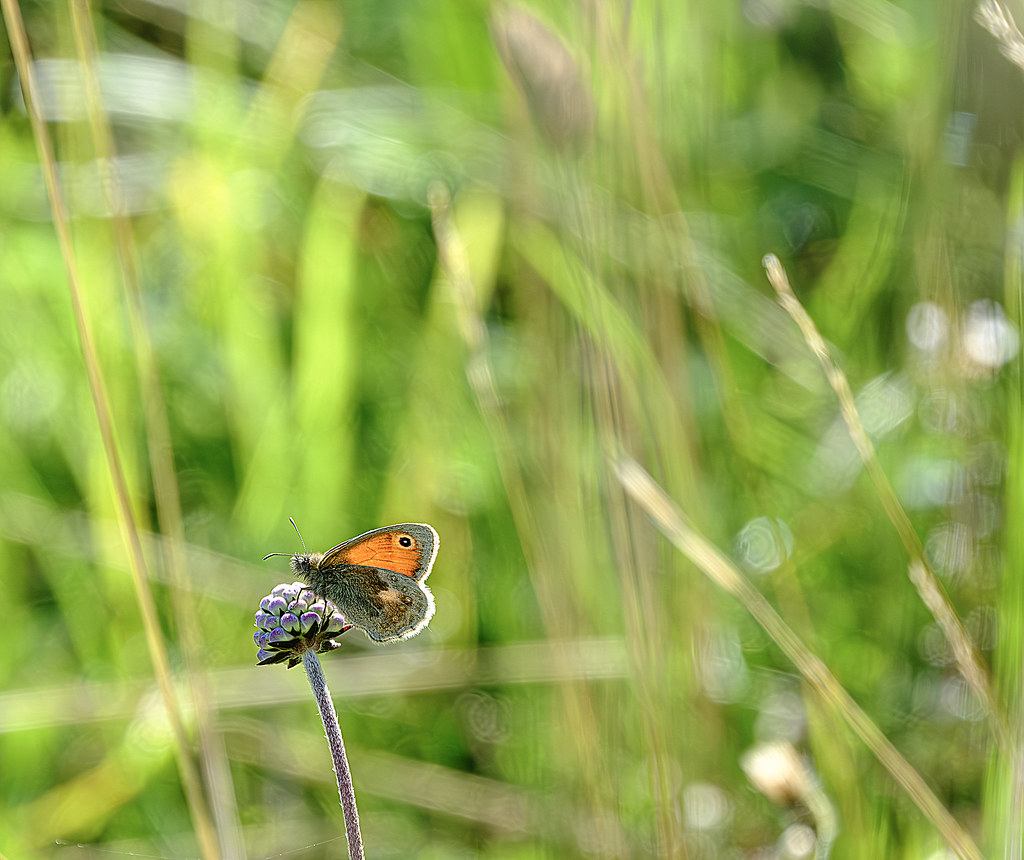 Small Heath Today after the weekly shop I had an opticians… Flickr