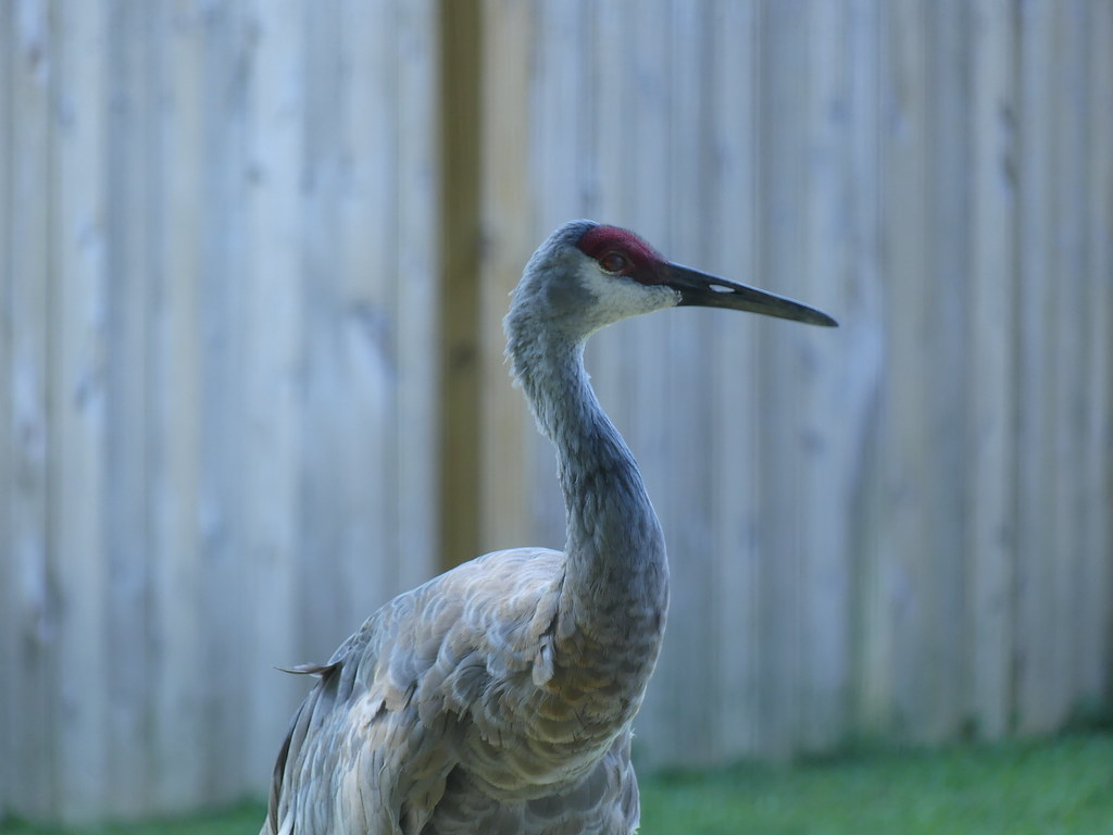 Birds Taken at Birdhouse of the Smithsonian’s national zoo… Flickr