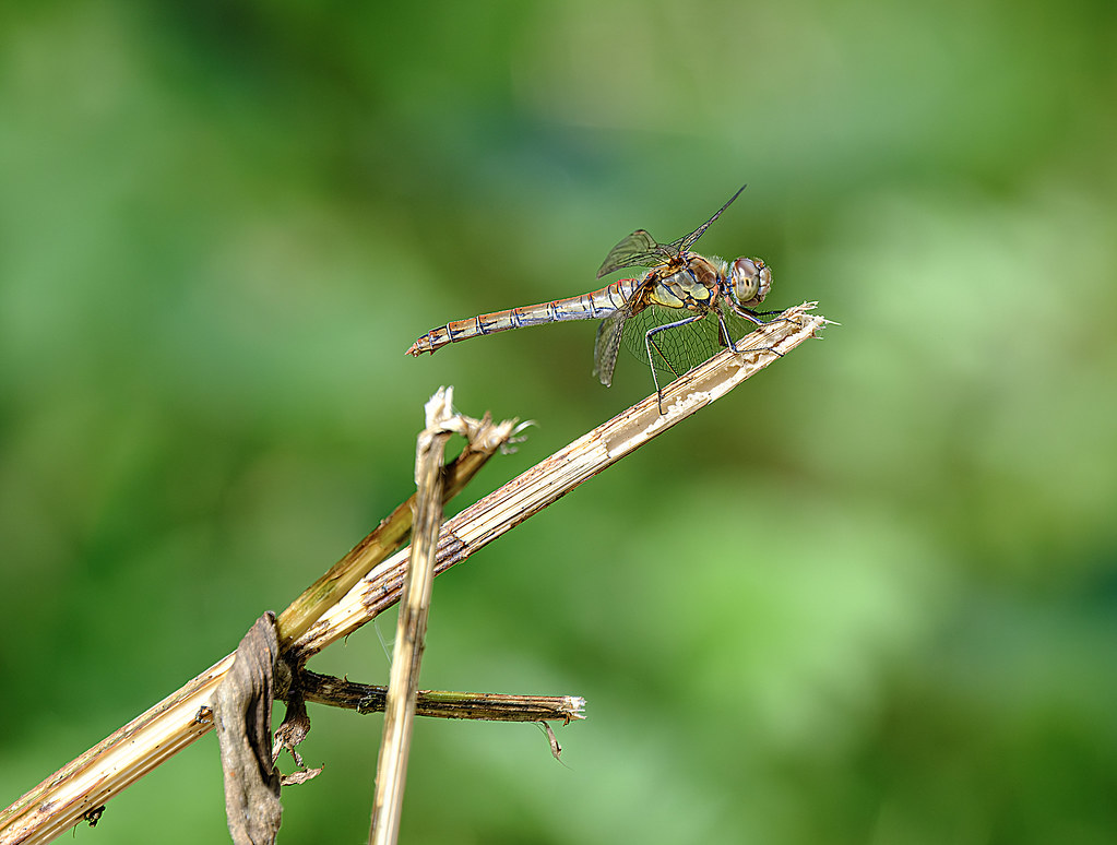 Common Darter Today when I woke up Amber was limping on he… Flickr