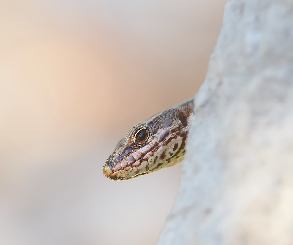 How long does a wall lizard live? She was a particularly c… Flickr