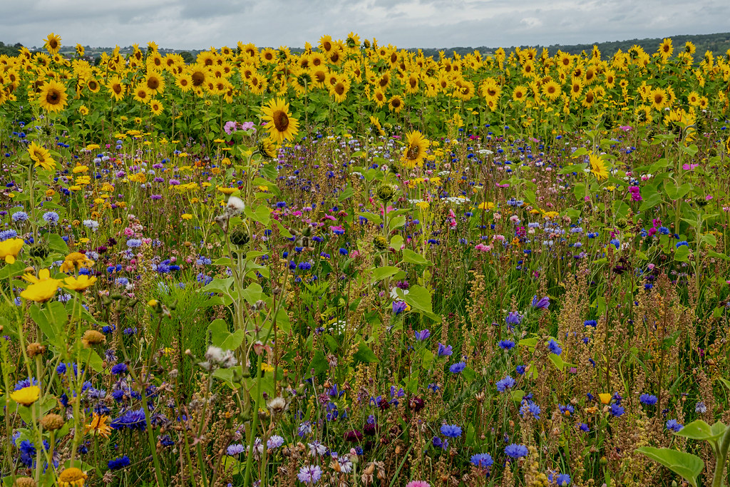Barlow Sunflowers "Explored" Sunflowers beyond the nectar… Flickr