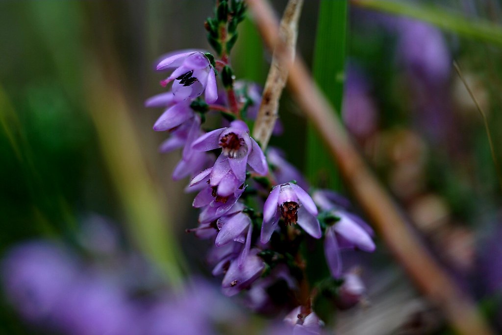 SintJansteen Door Angel Bakker, Terneuzen Heide Omroep Zeeland