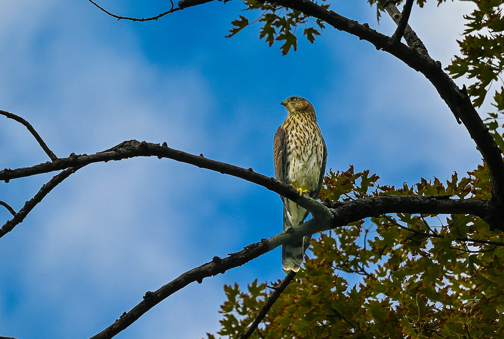 Cooper's Hawk, Meeker Island dshaw997 Shaw Flickr