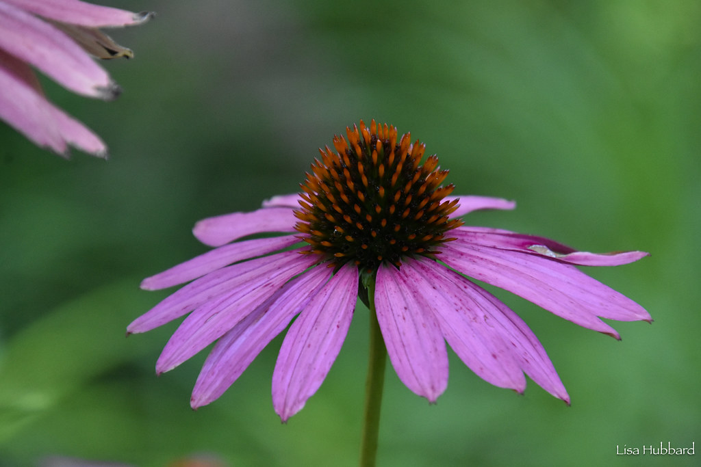 DSC_3537.jpg Lisa Hubbard Flickr