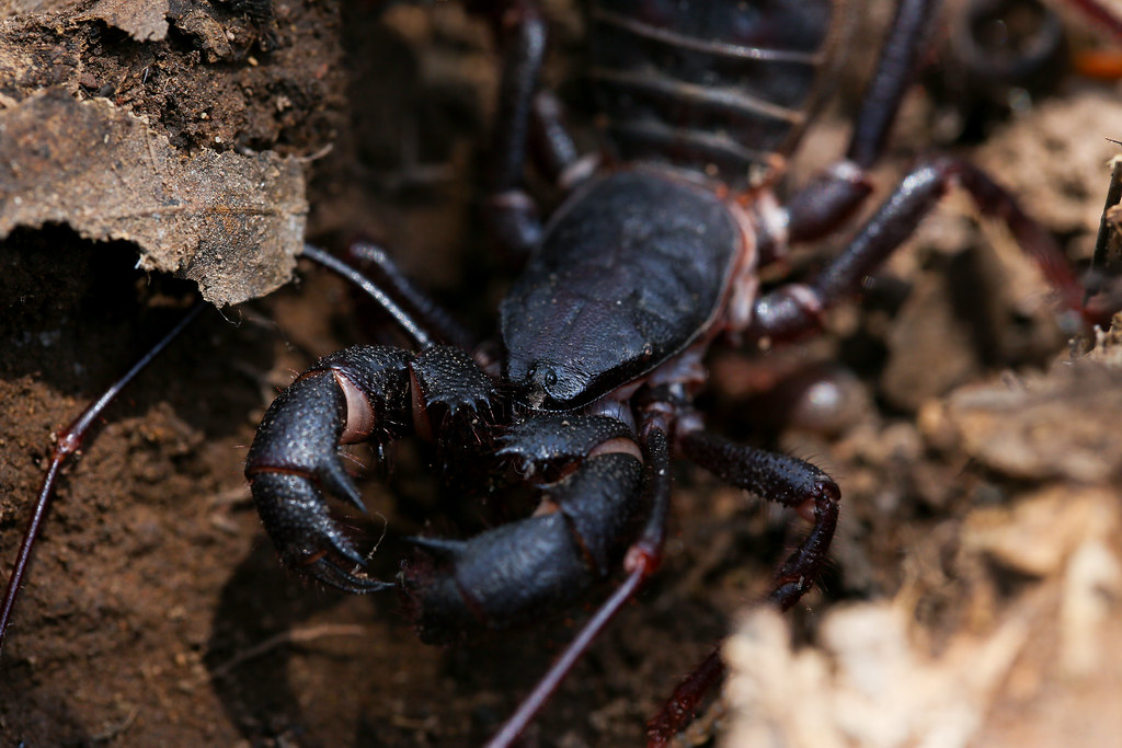 Mastigoproctus tohono [Arizona Giant Vinegaroon] HerperGarrett Flickr